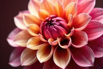 Fototapeta premium Close-up view of richly colored dahlia petals creating a dense floral pattern , pattern, white