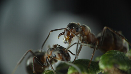  Red ant (Formica rufa) Formica rossa