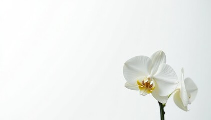 Delicate white orchid blossom against pure white backdrop, pure, still life