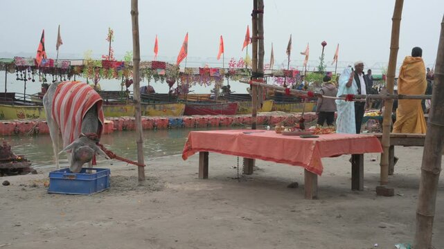 Ayodhya , India-4 January 2025 The priest has tied a religious cow to perform the ritual of donating cows to the devotees at Ayodhya Uttar Pradesh India