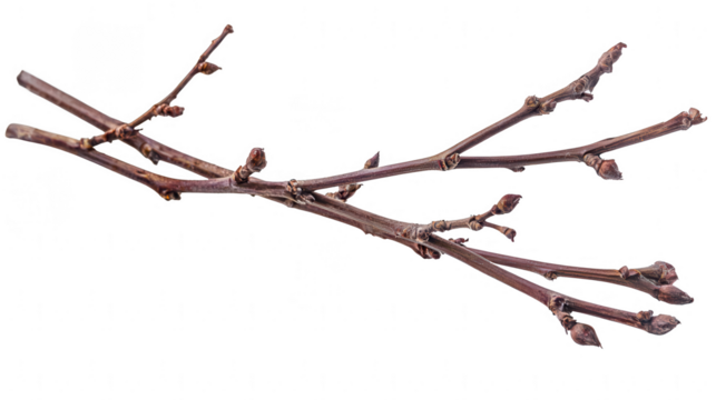 A delicate branch sporting vibrant green leaves and buds signifying growth and renewal in nature's cycle