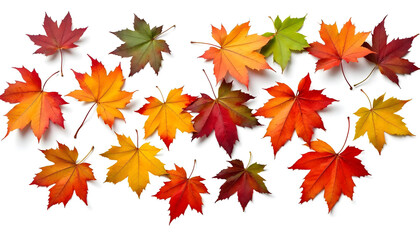 Fototapeta premium autumn leaves