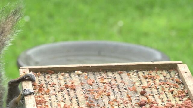 Grey Squirrel (Sciurus carolinensis) chases another from a garden bird table before returning the eat peanuts.. Kent, UK [Slow motion x5]