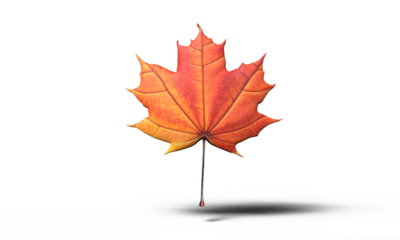 Leaf maple red orange brown object plant tree autumn nature season yellow design foliage sign symbol decoration canada day 1 st first date july month happy independence day freedom politic beautiful 