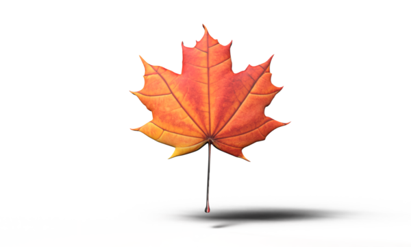 Leaf maple red orange brown object plant tree autumn nature season yellow design foliage sign symbol decoration canada day 1 st first date july month happy independence day freedom politic beautiful 