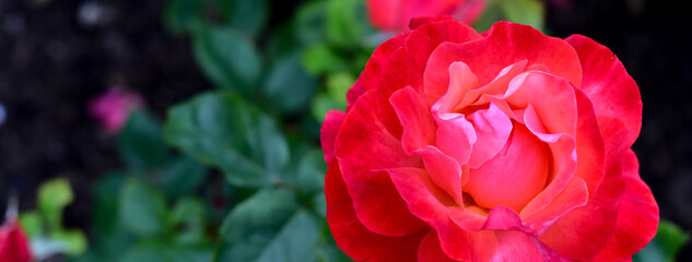 Beautiful red Rose blooming in summer garden. Outdoors. Background. Gardening concept.