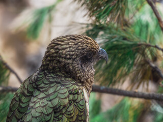 Kea Parrot Profile.
A profile of a Kea parrot, a large and intelligent parrot native to New...