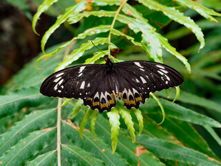 Blue Mormon Butterfly on Fern.
A striking Blue Mormon butterfly (Papilio polymnestor) with black...