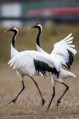 Fototapeta premium Japanese Red Crown Cranes Dancing