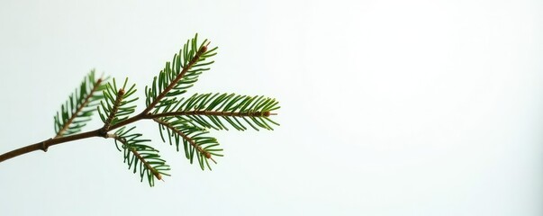 Obraz premium White pine branches against soft white backdrop, branch, isolated