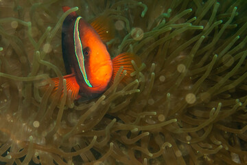 A closeup shot of a Clownfish or Anemonefish peaking out from its host anemone. Picture from Puerto Galera, Philippines