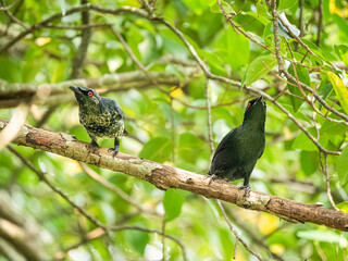 Asian glossy starlings birds hanging on the branch 