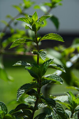 Peppermint or Mentha piperita is a medicinal and spice plant with an intense fragrance in summer