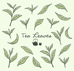 抹茶、緑茶など、日本茶の茶葉のイラスト