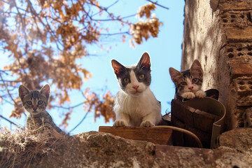 Mother Cat and Her Kittens on the Roof in Athens, Greece
