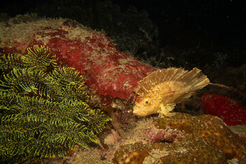 Awesome Leaf scorpionfish, Taenianotus triacanthus, or paperfish, shot at a Puerto Galera coral reef in the Philippines