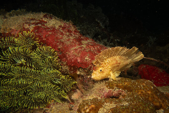 Awesome Leaf scorpionfish, Taenianotus triacanthus, or paperfish, shot at a Puerto Galera coral reef in the Philippines
