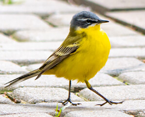Yellow wagtail
