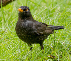 Blackbird