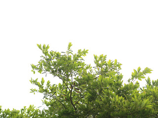 Green leaves on white background