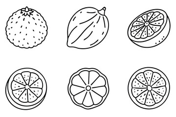 kaffir line art nature themed herbal outline image