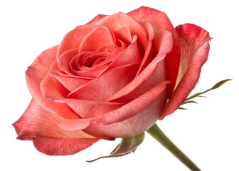 red rose isolated on white background