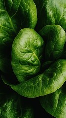 Obraz premium Fresh green romaine lettuce leaves arranged naturally for healthy eating inspiration in a lush kitchen setting