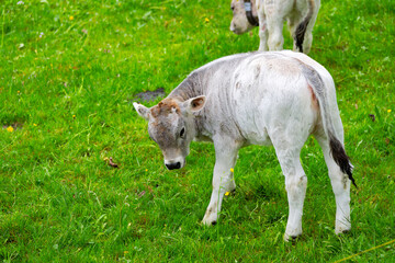 Obraz premium Cute white calf of breed named Rätisches Grauvieh grazing on meadow at farm at Swiss City of Zürich on a cloudy spring day. Photo taken April 15th, 2025, Zurich Schwamendingen, Switzerland.