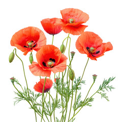 Fototapeta premium Vivid Red Poppies in Bloom: Captivating close-up shot of vibrant red poppies in full bloom, showcasing their delicate petals and intricate details against a bright background.