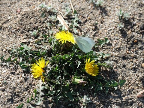 Fototapeta A white butterfly feeding on dandelion nectar in spring, Colorado
