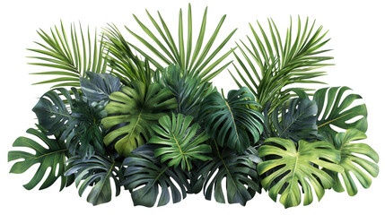 Fototapeta premium palm tree isolated on white