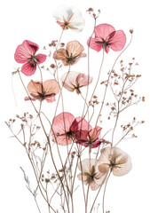 Naklejka premium PNG Sweet Peas flowers transparent pressed.