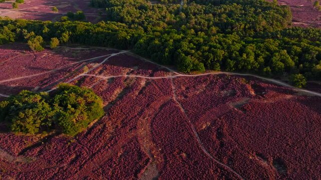 Aerial 4K drone view of blooming Paarse Heide during sunset in Hilversumse Heide, The Netherlands near Blaricum, Naarden, and Veluwe