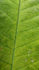 close up of green leaf