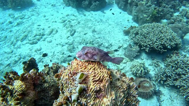 White-spotted pufferfish sits atop a coral pinnacle.