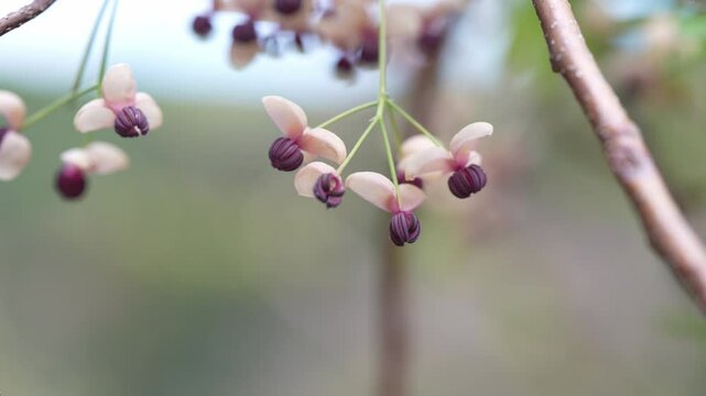 風に揺れるアケビの花