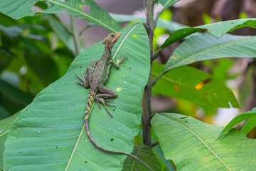 Lizard