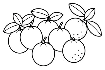 kumquat line art modern design for graphic enthusiasts
