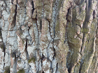 oak bark close-up, background