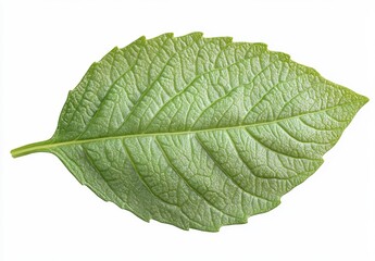 Close-up of a Fresh Green Leaf on a White Background