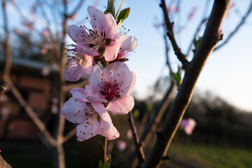 Norddeutsche Kirschblüte