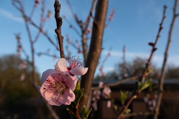 Nordische Kirschblüten - zartrosa Blüten im Frühjahr