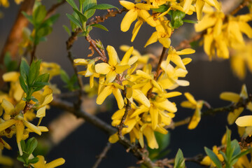 Forsythie - erste gelbe Blütenpracht im Garten