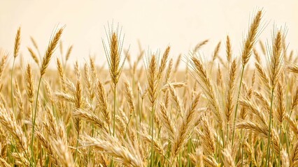 Fototapeta premium Golden Wheat Field Swaying Gently in the Breeze Under the Sun