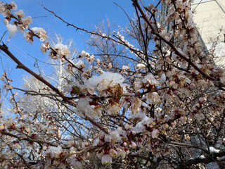 A rare combination of cherry blossoms and snow