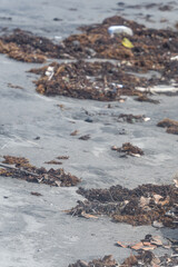 seaweed on a coastal beach in carribean