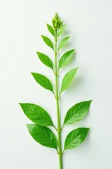 Fototapeta premium Delicate green plant isolated on white background, nature, single bloom, botanical