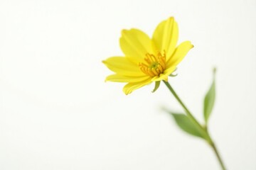 delicate yellow flower isolated on white background, floral, single bloom, nature