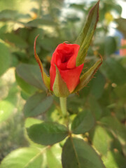 Rosebud Beginning to Bloom in Close Up