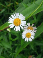 Obraz premium Selective Focus on Boltonia Montana Flower with Soft Background Blooms